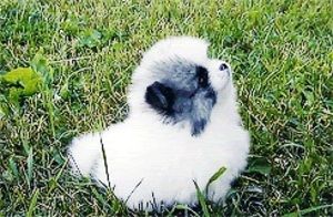 Meet your Posher, Mazie